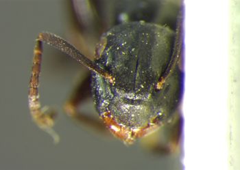 Media type: image;   Entomology 21562 Aspect: head frontal view